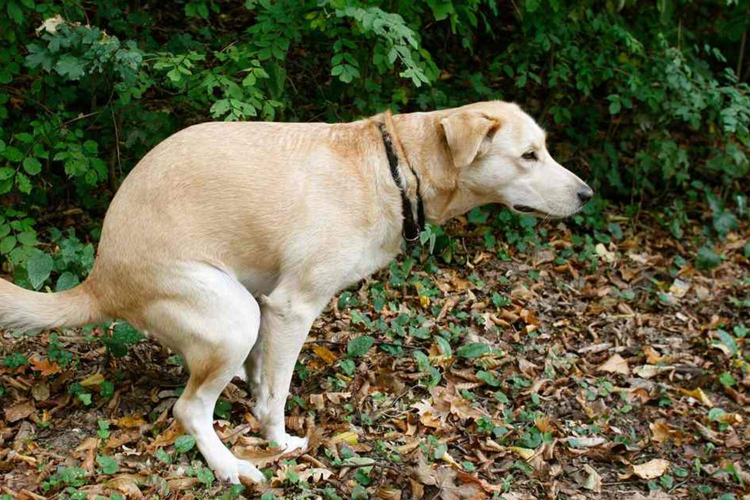 Убирайте за псом!