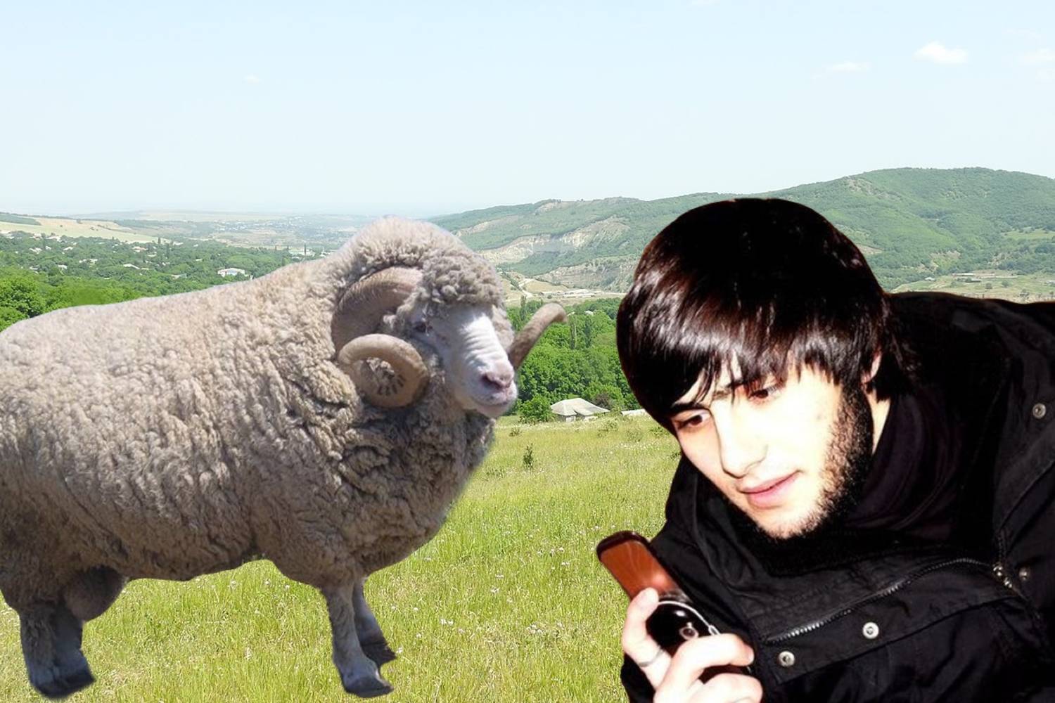 Барана продаешь?