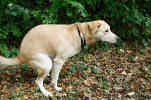 images иконка розыгрыша